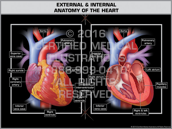 Exhibit of External & Internal Anatomy of the Heart