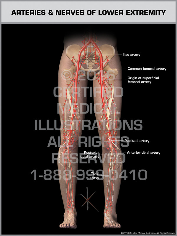 Exhibit of Arteries & Nerves of Lower Extremity