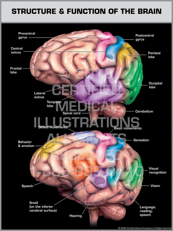 Exhibit of Structure & Function of the Brain