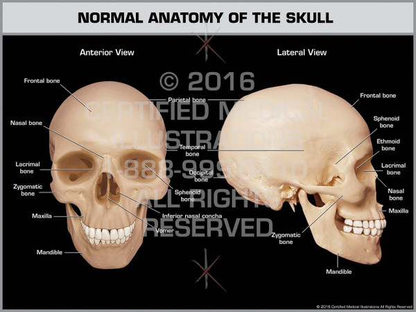 Exhibit of Normal Anatomy of the Skull - Print Quality Instant Download