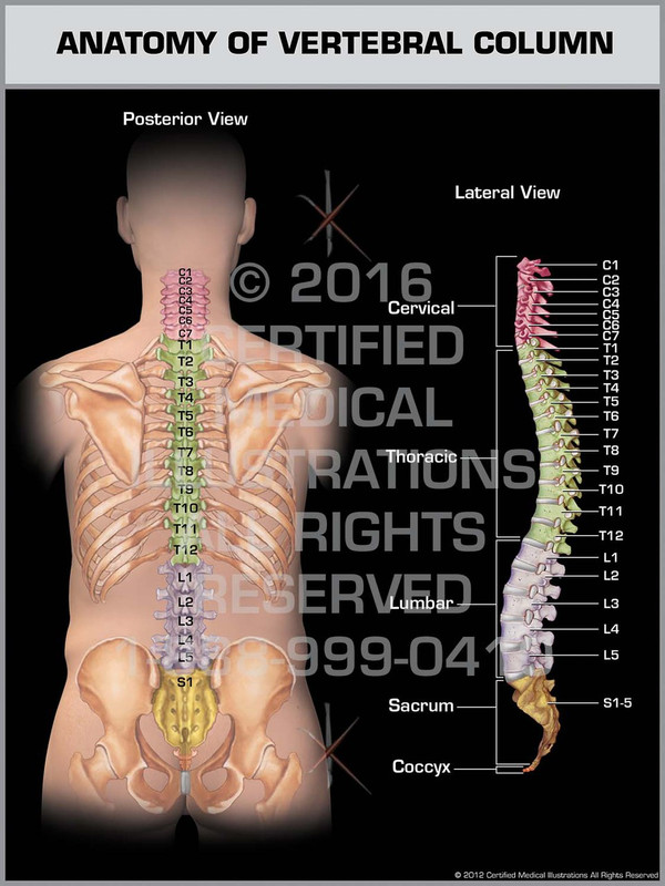 Exhibit of Anatomy of Vertebral Column