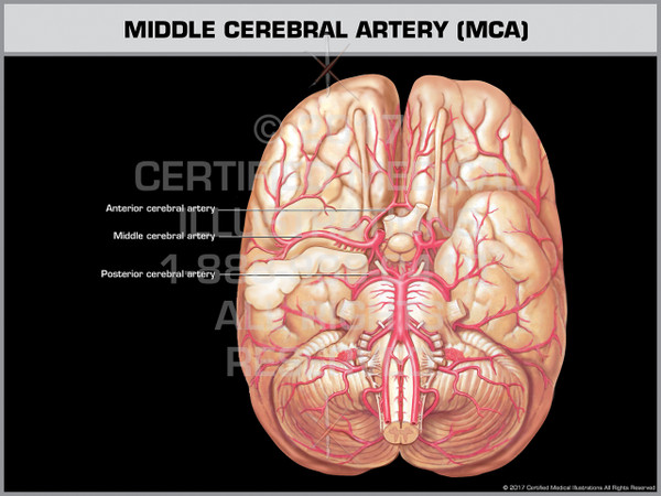 Middle Cerebral Artery (MCA)- Print Quality Instant Download