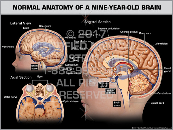 Exhibit of Normal Anatomy of a Nine-Year-Old Brain - Print Quality Instant Download