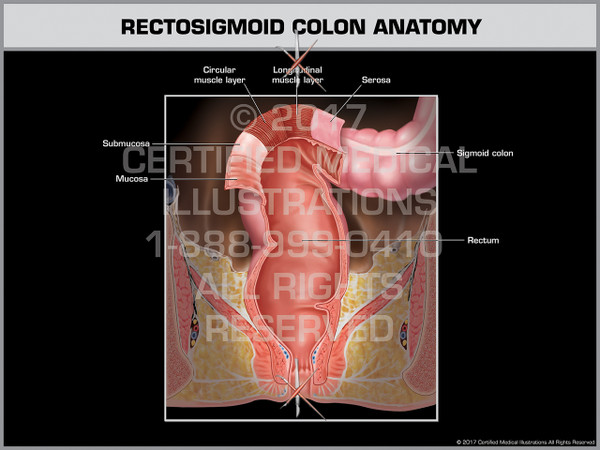 Rectosigmoid Colon Anatomy