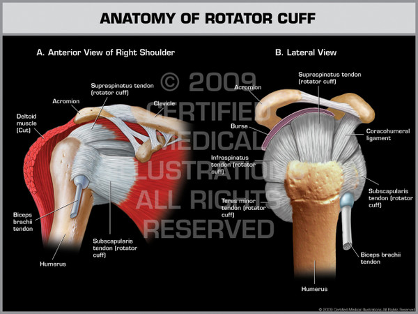 Exhibit of Anatomy of Rotator Cuff - Right.