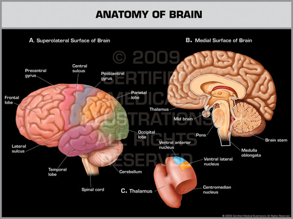 Exhibit of Anatomy of Brain.