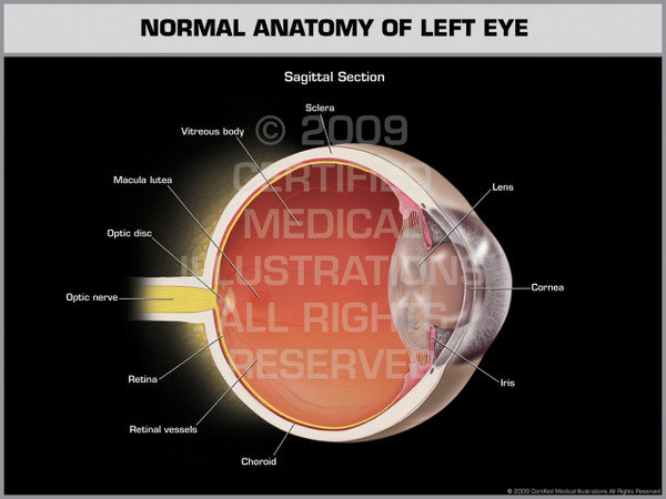 Exhibit of Normal Anatomy of Left Eye.