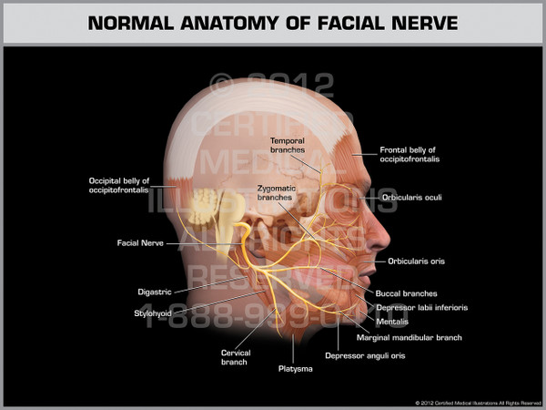Exhibit of Normal Anatomy of Facial Nerve.