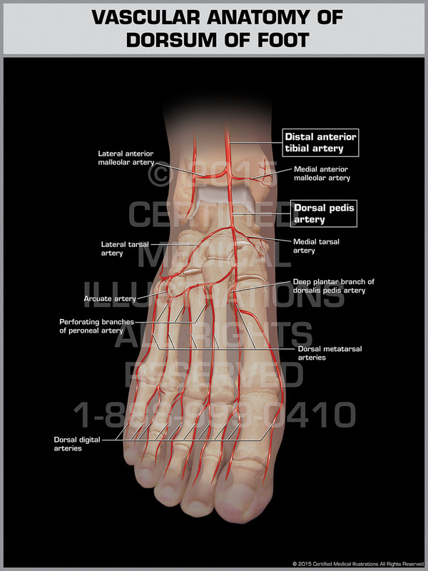 Exhibit of Vascular Anatomy of Dorsum of Foot.