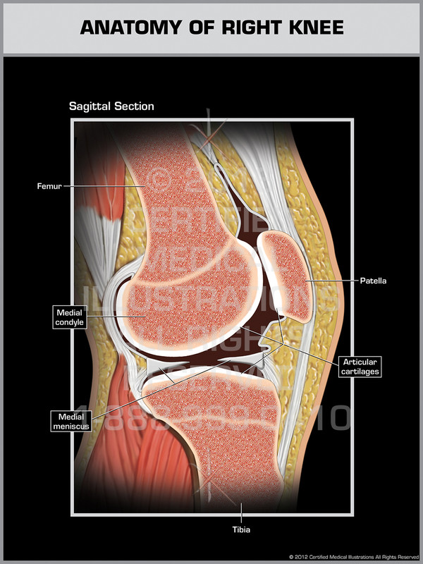 Exhibit of Anatomy of Right Knee.