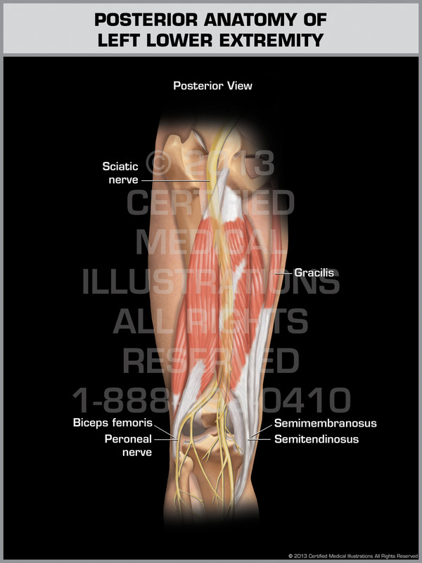 Exhibit of Posterior Anatomy of Left Lower Extremity.