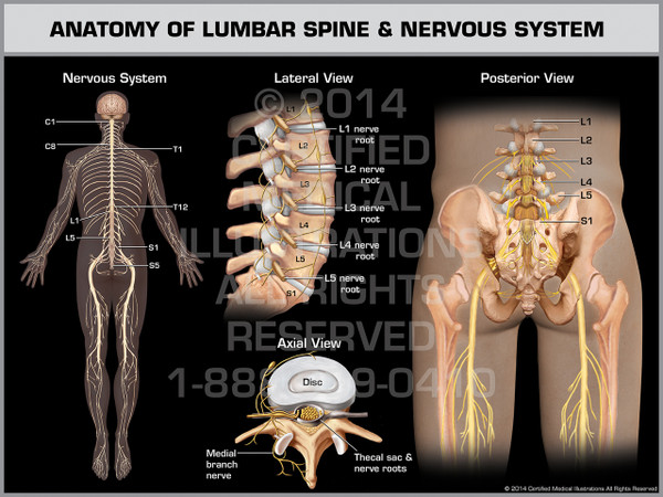 Exhibit of Anatomy of Lumbar Spine & Nervous System.