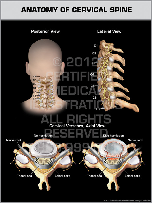 Exhibit of Anatomy of Cervical Spine.