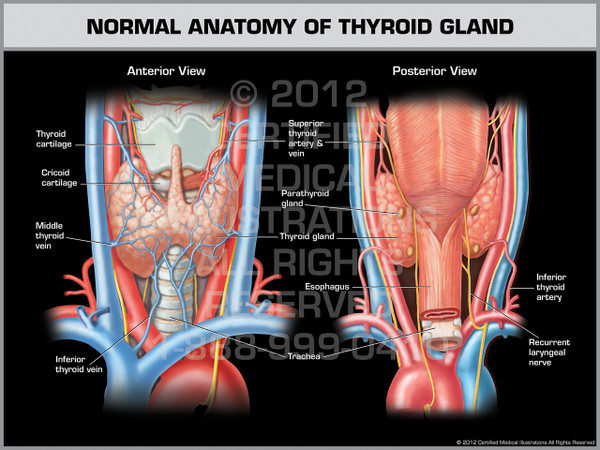 Exhibit of Normal Anatomy of Thyroid Gland.