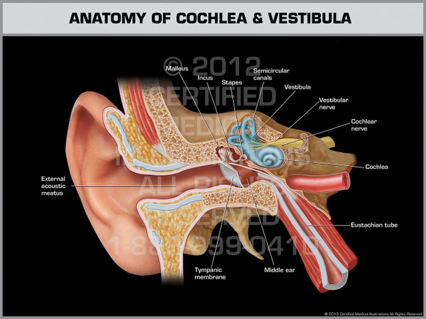 Exhibit of Anatomy of Cochlea & Vestibula.