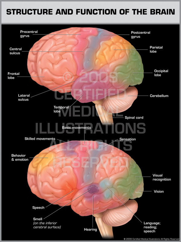 Exhibit of Structure and Function of the Brain.