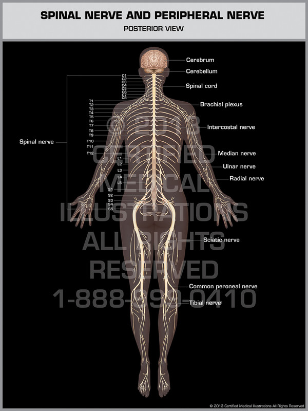 Exhibit of Spinal Nerve & Peripheral Nerve.