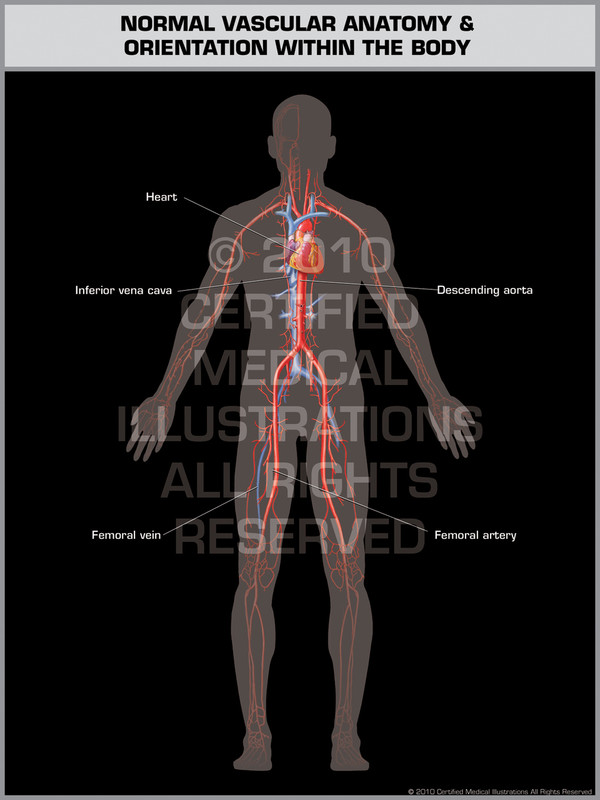 Exhibit of Normal Vascular Anatomy & Orientation (Male).