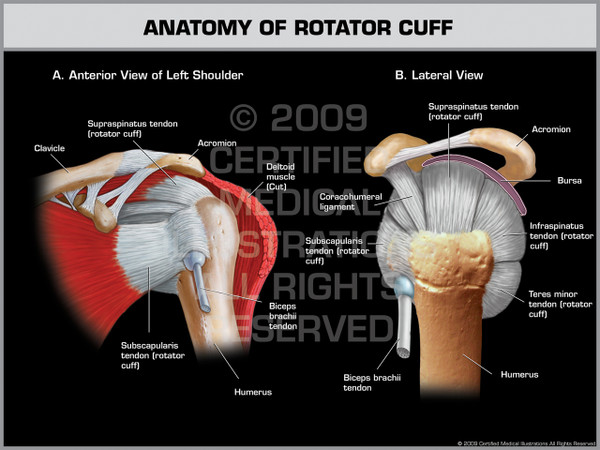 Exhibit of Anatomy of Rotator Cuff - Left.