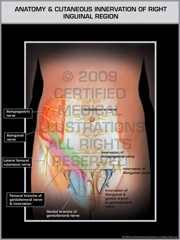 Exhibits of Anatomy & Cutaneous Innervation of Right Inguinal Region