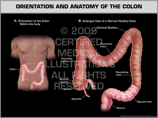 Exhibit of Orientation & Anatomy of the Colon Male