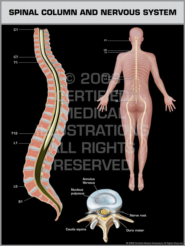 Spinal Column & Nervous System Female
