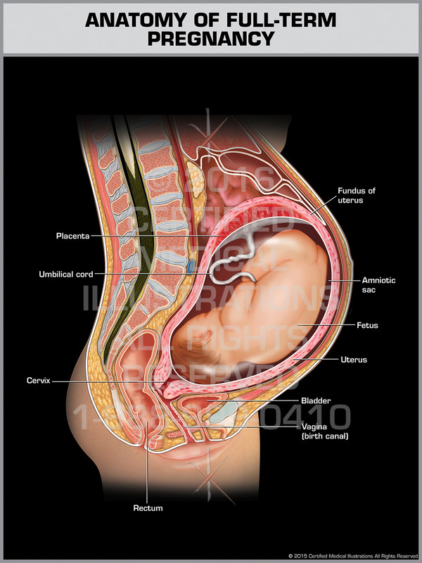 Exhibit of Anatomy of Full-Term Pregnancy - Print Quality Instant Download