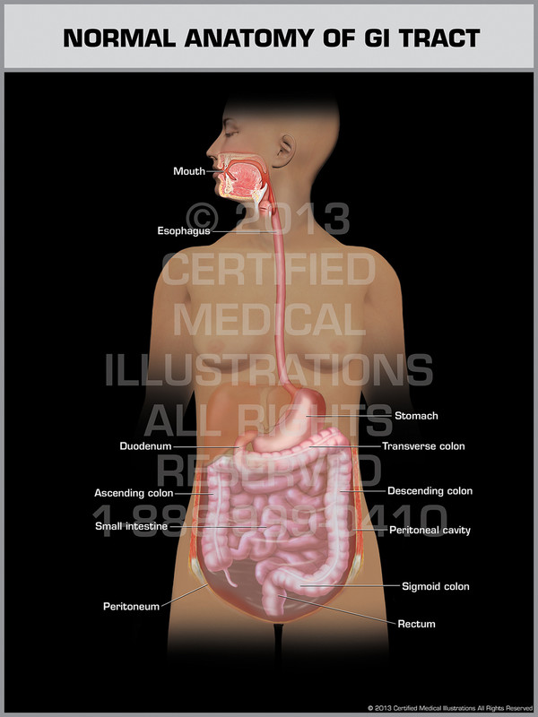 Normal Anatomy of GI Tract