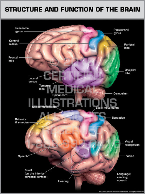 Structure & Function of the Brain - Print Quality Instant Download