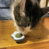 Scruffy's Catnip Roller Ball Interactive Cat Toy