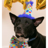 Huxley & Kent Happy Barkday Dog Hat, Large
