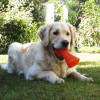 Bionic Dog Toys Bone for Tough Chewers