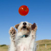 Bionic Dog Toys Ball for Tough Chewers