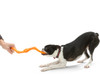West Paw Bumi Dog Tug Toy