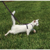 PetSafe Come with Me Kitty Harness and Bungee Leash