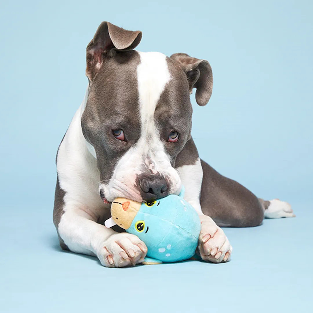 Pei Basset Hound Mix Mini Walrus For Sale Hound Shar Walrus Dog