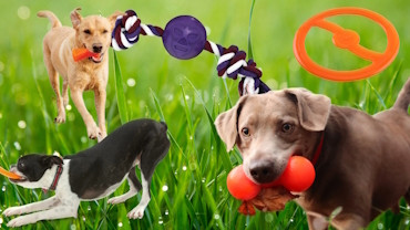 Heavy Chewer Dog Toys