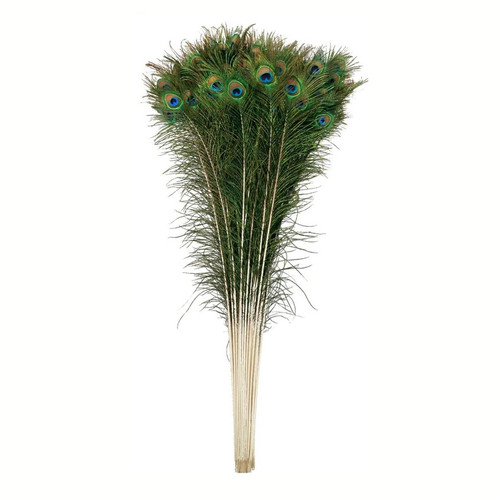 Vee Enterprises Single Peacock Feather 35-40 inch Naturally Moulted