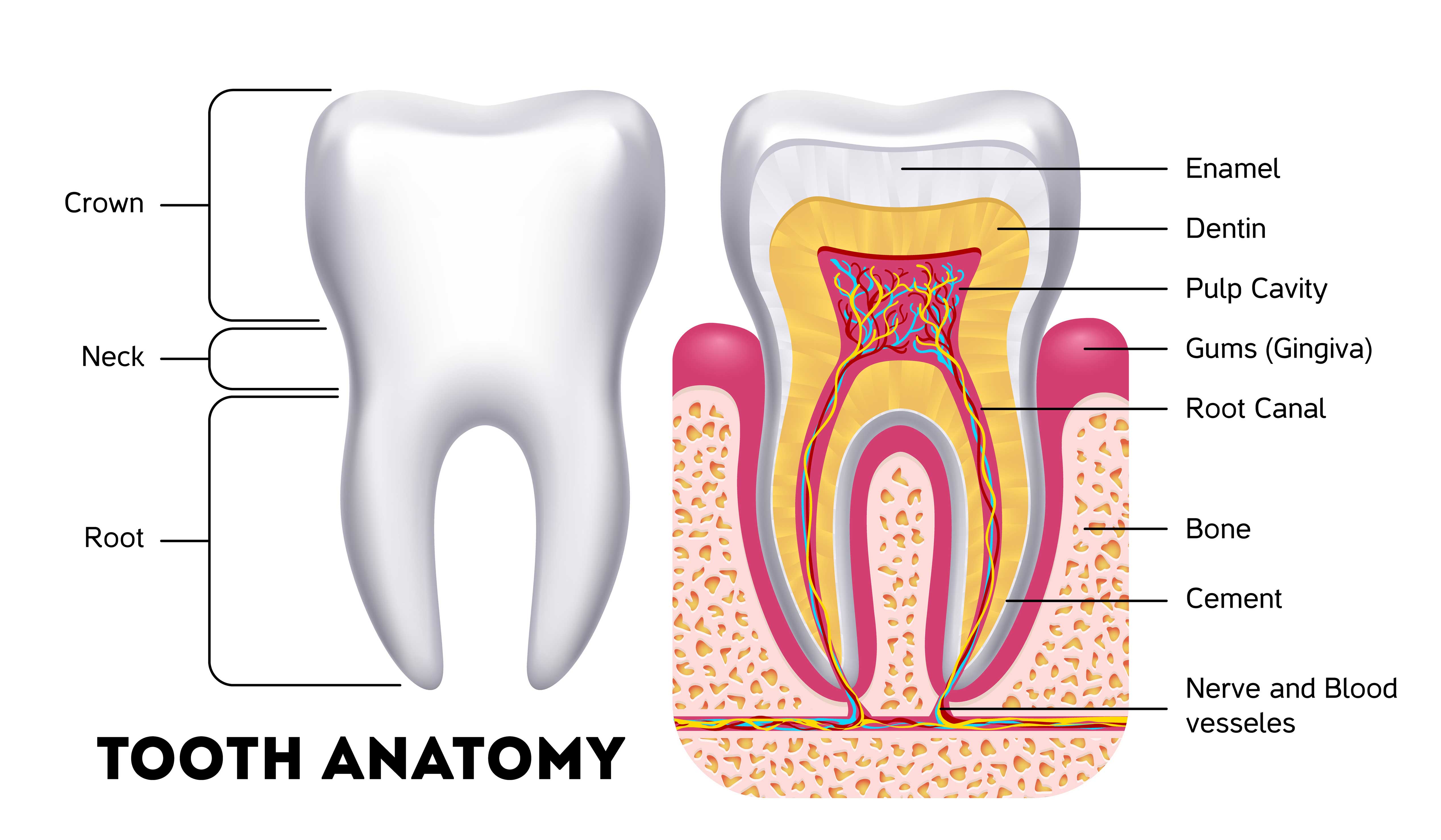 Tooth anatomy cross section diagram