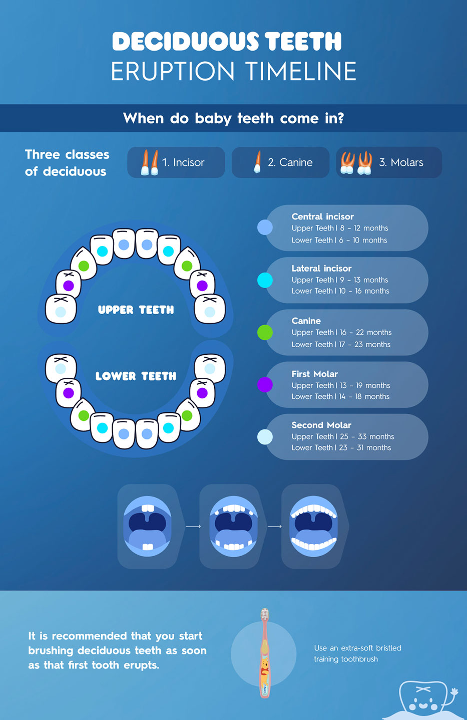 Baby teeth eruption chart