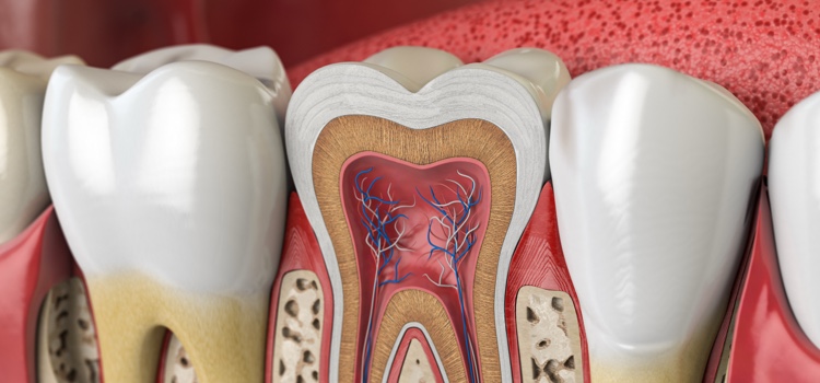 Tooth model cross section