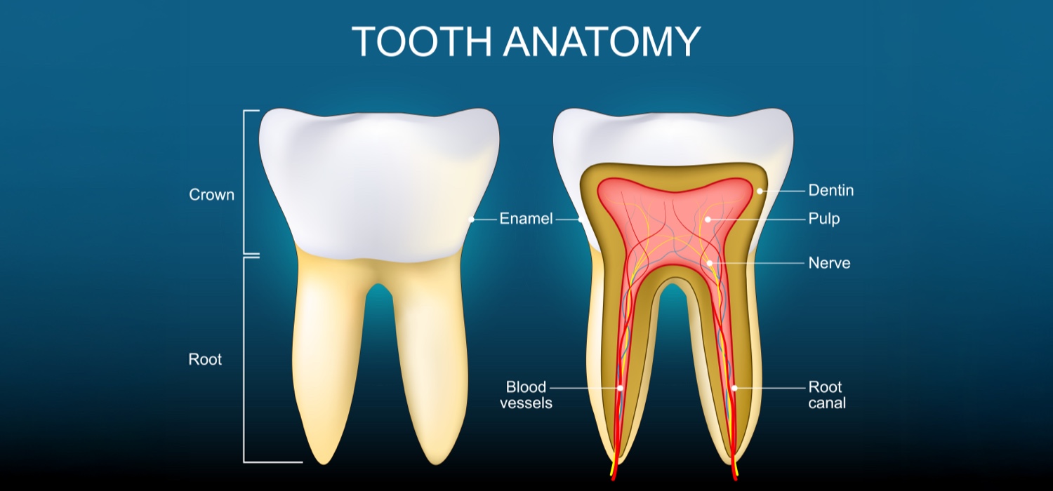 Tooth anatomy diagram