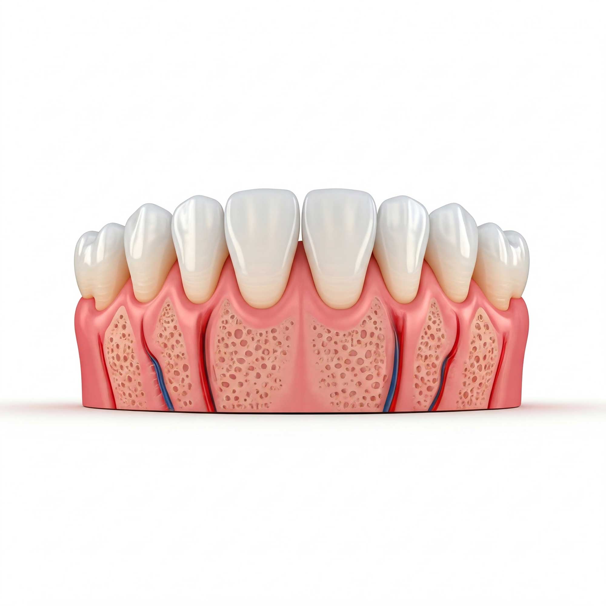 3d illustration of white teeth with red and white gums 