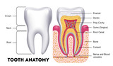 What Is Tooth Enamel and Why Is It Important?