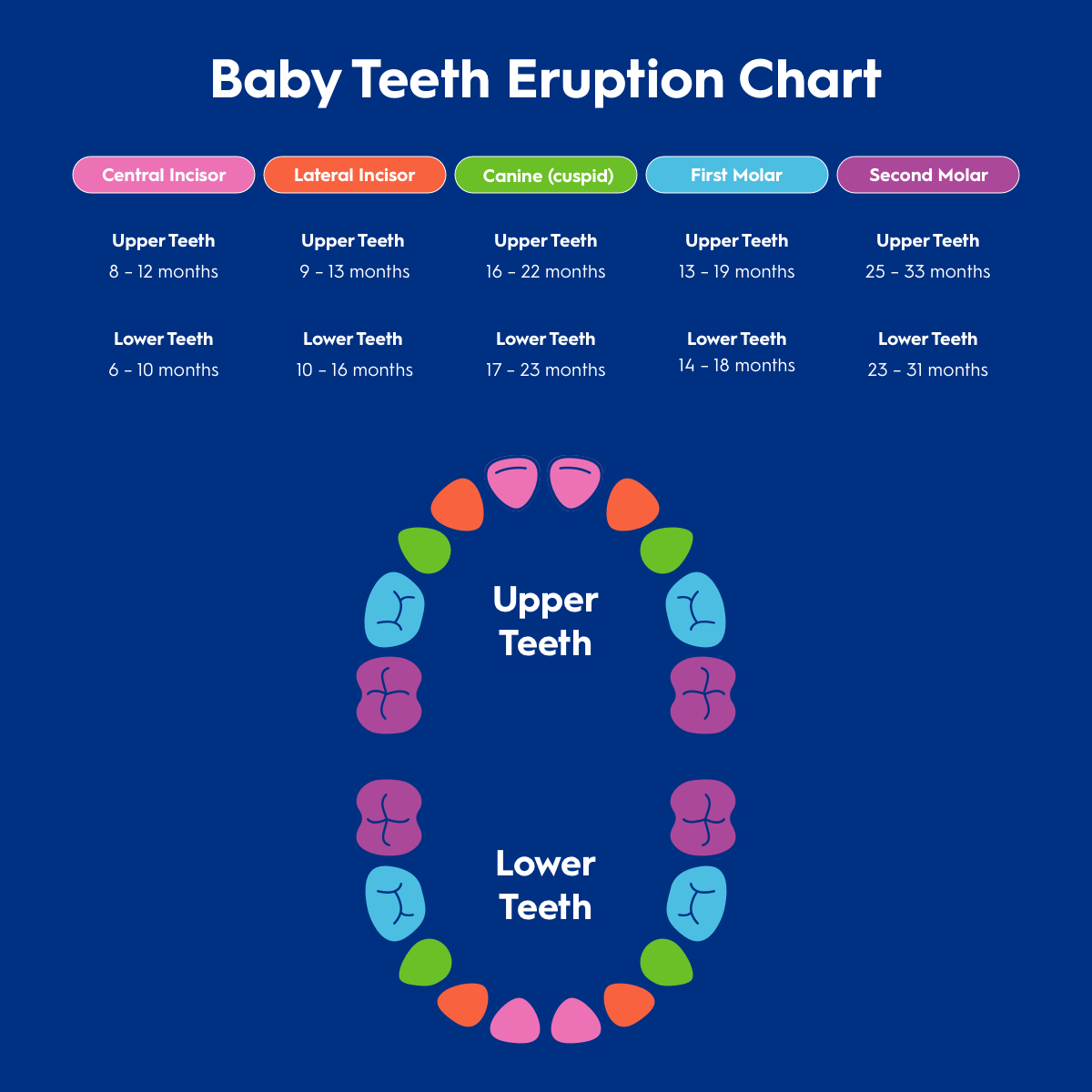 Baby Teeth Eruption Chart