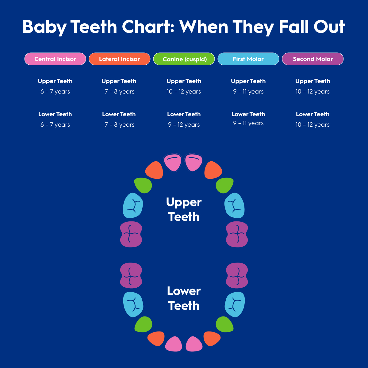 Baby Teeth Chart: when they fall out