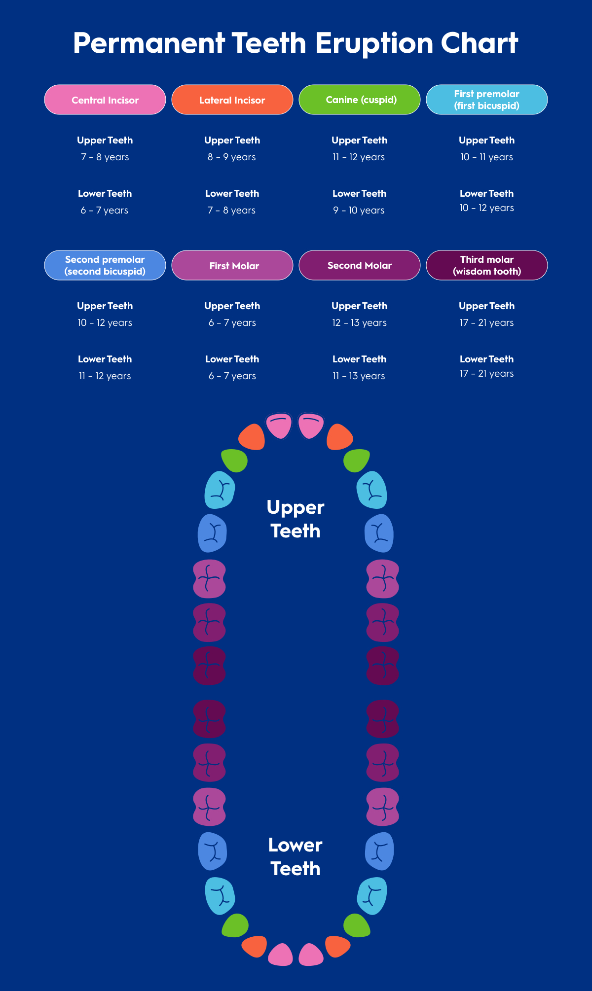 Adult teeth Eruption Chart