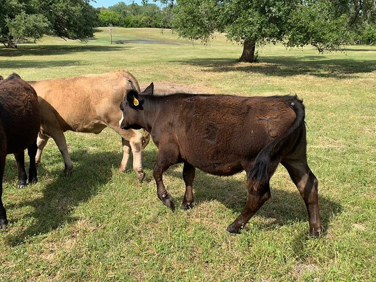 The Best Branding Iron for Your Ranch? L&H Branding Irons