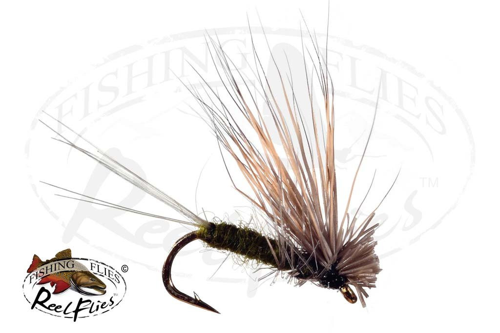 Hairwing Dun