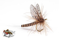 Realistic Red Quill Mayfly